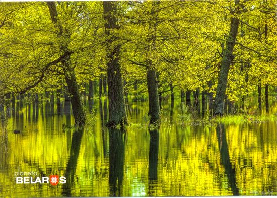 Планета Беларусь, река Ствига, правый приток Припяти, 2019, тираж 1000 экз.