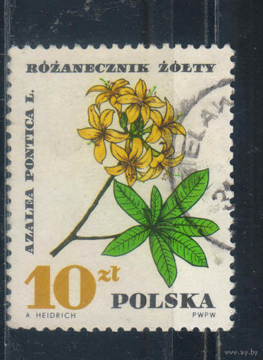 Польша ПНР 1967 Рододендрон желтый #1775