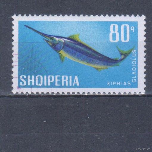 [119] Албания 1967. Фауна.Рыба. Гашеная марка.