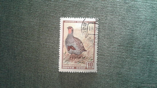 1957 СССР. Фауна. Куропатка