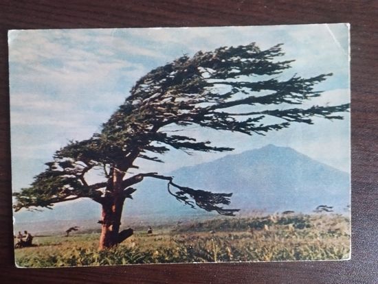 На Курильских островах. Чистая. 1954г.