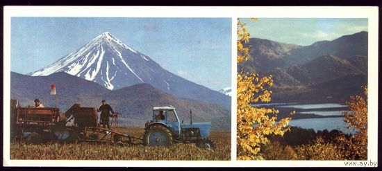 1981 год По Камчатке Уборка урожая
