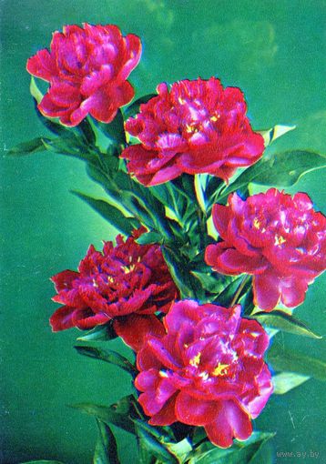 Открытка. Цветы.Пионы.1984.