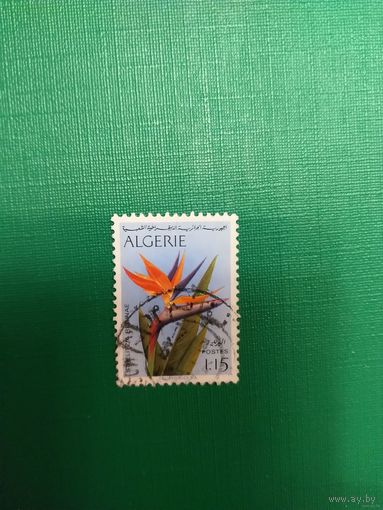 Алжир флора цветы (4-2)