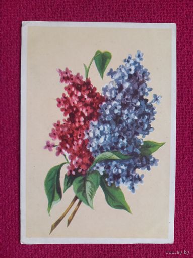 Сирень. Зеленов. БССР. Чистая.