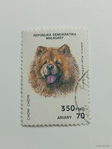 Мадагаскар 1991. Собаки