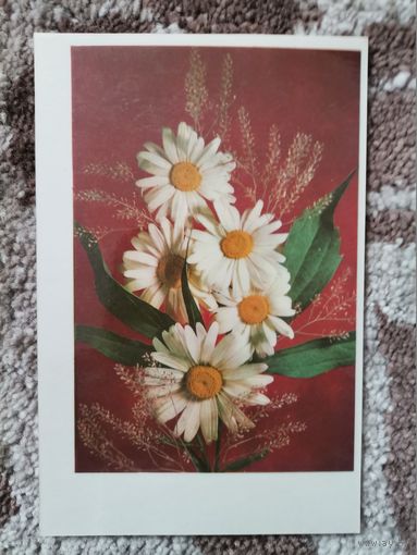 Открытка СССР Ромашки 1976г.