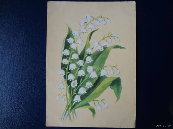 Ландыш.  1962 г.