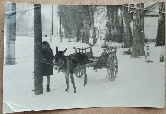 Фото "Ослик в зимнем городе." 9х14 см.