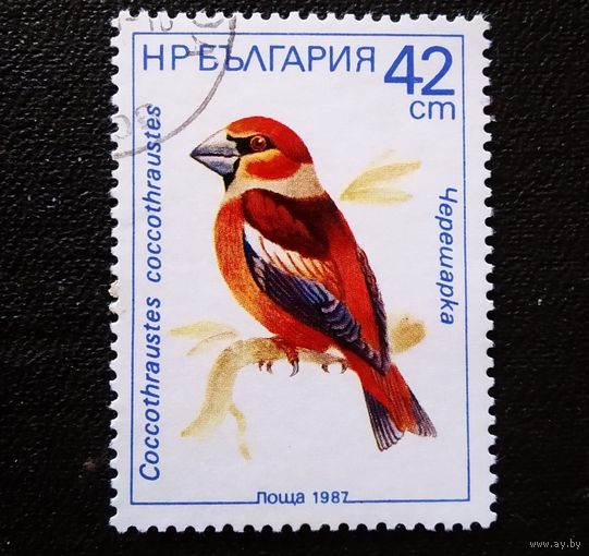 Марка Болгария 1987 год Птица