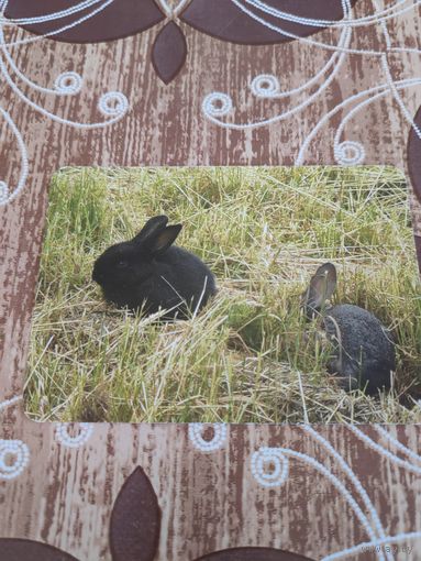 Календарик,реклама,2009