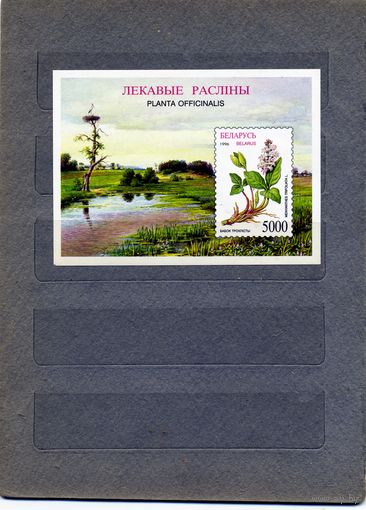 БЕЛАРУСЬ, 1996, Лекарственные растения,  почт блок