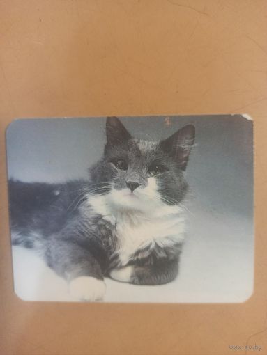 Календарь 1990 кошки/10