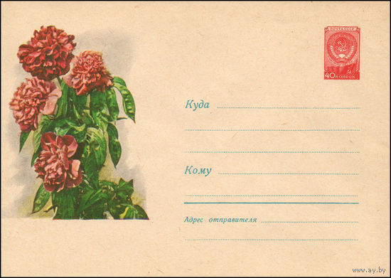 Художественный маркированный конверт СССР N 1077 (14.11.1959) Фото букета пионов