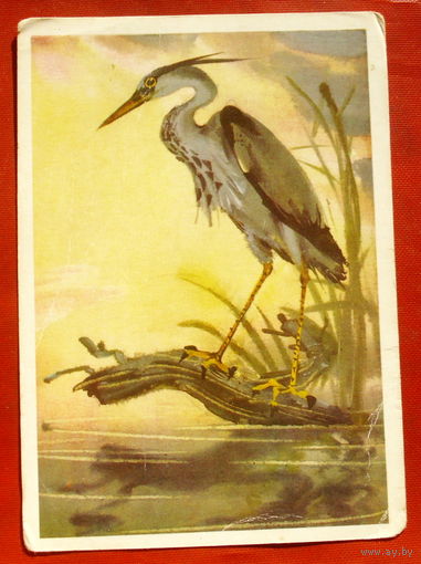 Серая цапля. Чистая. 1980 года. Каневский. 617.