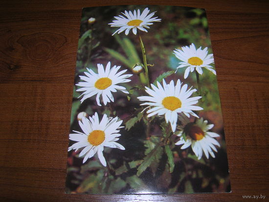 Цветы Ромашки Болгария чистая