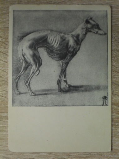 ЧИСТАЯ ОТКРЫТКА СССР. "ЭТЮД БОРЗОЙ СОБАКИ" ХУД. ФРАНС СНЕЙДЕРС. 1957 год.