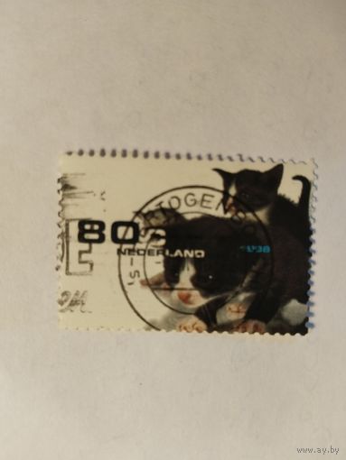 Нидерланды    1998 коты