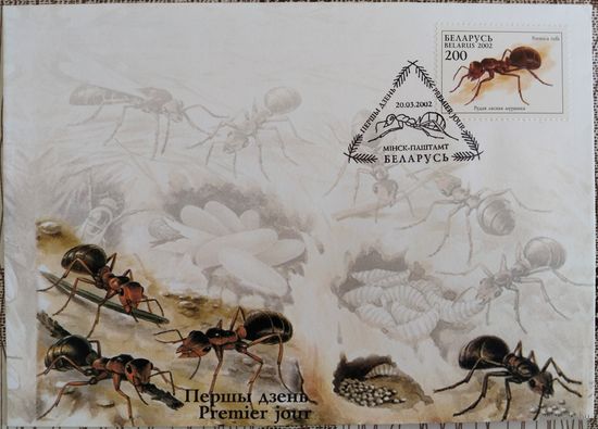 КПД. Рыжий лесной муравей. 2002 г.