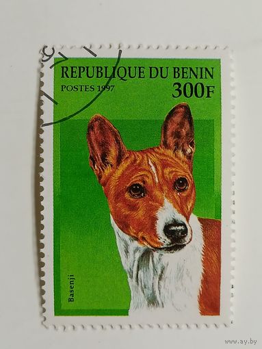 Бенин 1997. Собаки