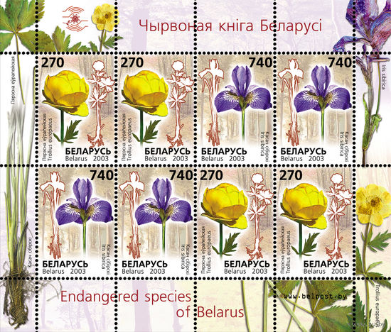2003 БЕЛАРУСЬ  малый лист коллекционных марок Редкие виды цветов MNH