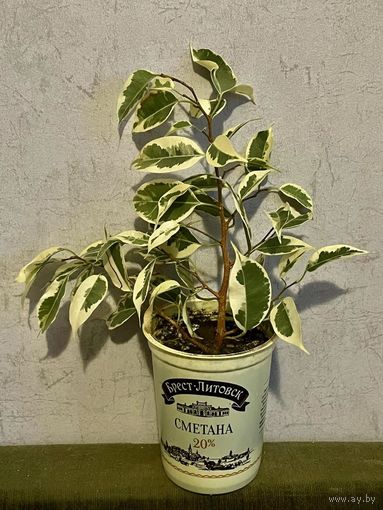 Комнатные цветы Фикус Бенджамина вариегатный