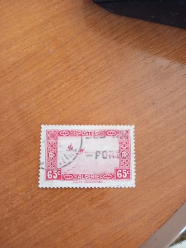 Французская колония Алжир фауна верблюд в пустыне  (2-4)