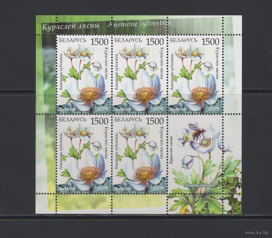 Флора цветы Беларусь 2009 Малый лист "Курослеп лесной"