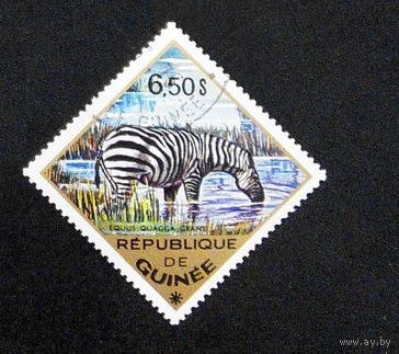 Гвинея 1975 г. Дикие животные. Фауна