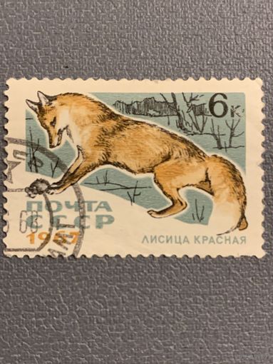 СССР 1967. Лисица красная