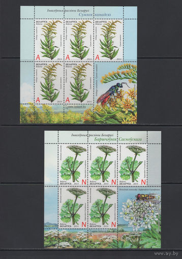 Флора Беларусь 2014 Инвазивные растения. Золотарник канадский и Борщевик Сосновского