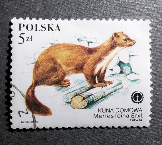 Марка Польша 1984 год Фауна