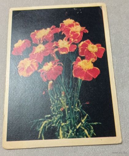 Цветы: бархатцы. Фото Е.Игнатович. Чистая, 1957, издательство "Правда"