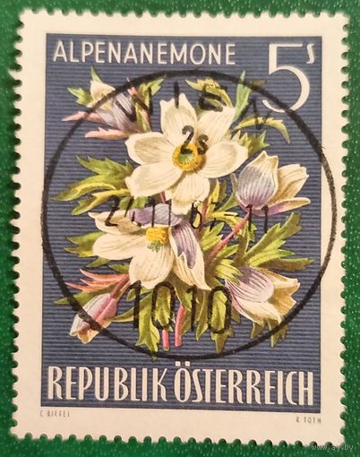 Австрия 1966. Флора. Альпийский прострел