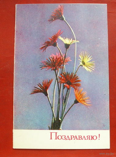 Поздравляю! Подписанная. Двойная. 1979 года. Фото Израйлитина. 490.
