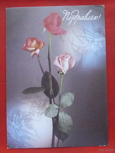Поздравляю! Чистая. 1987 года. Фото Киндровой. 1401.