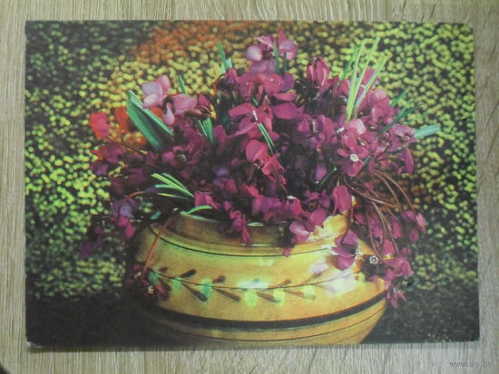 ПОДПИСАННАЯ ОТКРЫТКА СССР. "ЦВЕТЫ В ГОРШКЕ". ФОТО. Г. КОСТЕНКО. 1975 ГОД.