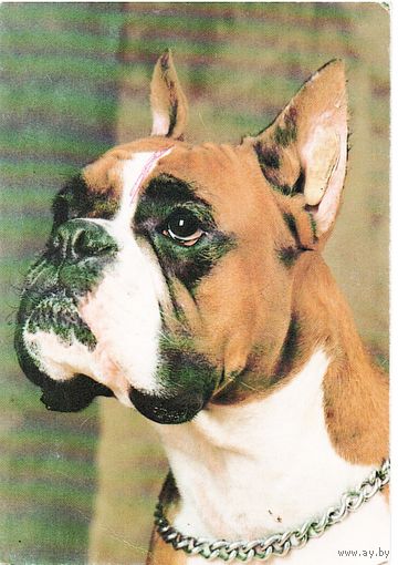 Календарик Боксер- чемпион Беларуси 1998