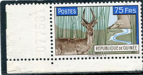 Гвинея. Фауна. Обыкновенная редунка, антилопа