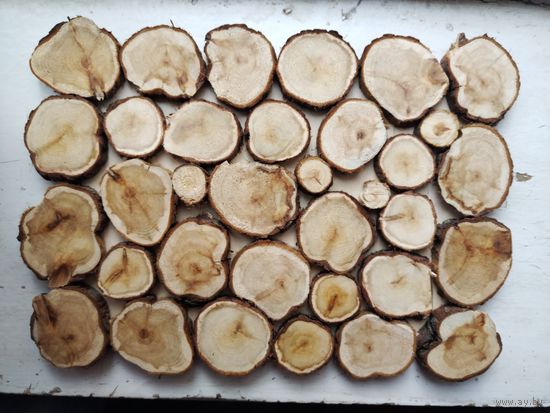 Панно со спилов можжевельника 340х240, мм