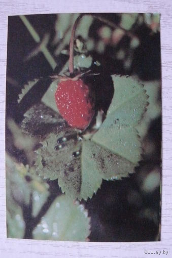 Календарик, 1992, Земляничка.