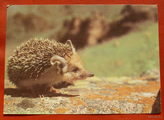 Ушастый ёж. Чистая. 1989 года. Фото Назарова. 182.