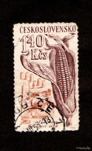 Марка-Чехословакия-1961- Сельскохозяйственная продукция-Zea Mays(кукуруза)