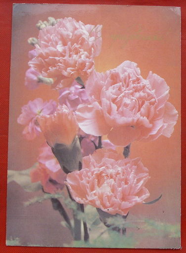 С праздником! Чистая. 1988 года. Фото Стейнерта. 955.