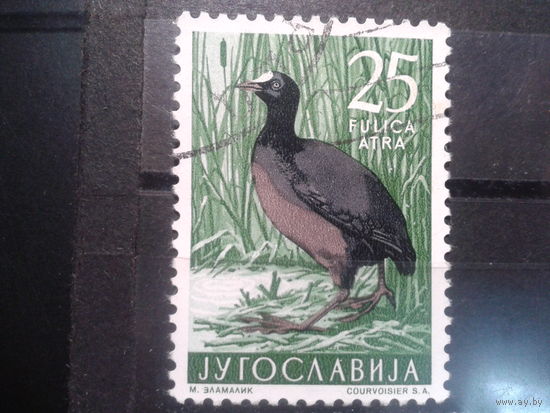 Югославия, 1958. Лысуха