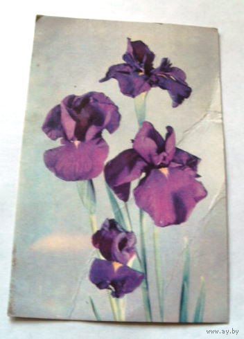 Открытка 1968 (108)