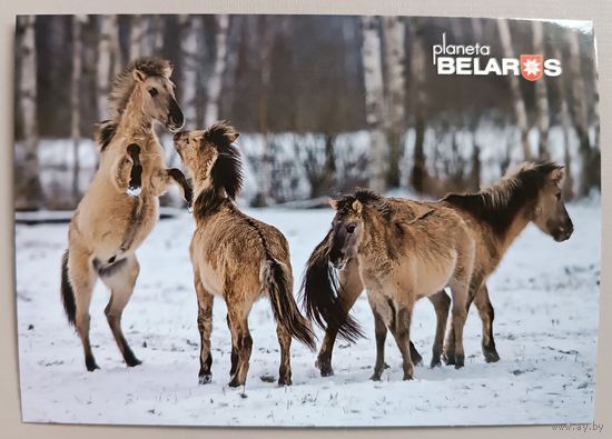 Серия "Планета Беларусь". Тарпановидные лошади. Фауна. Открытка, глянец
