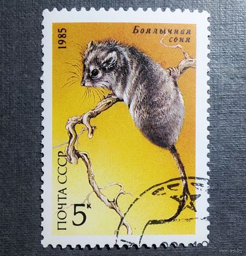 Марка СССР 1985 год Животные Красной книги