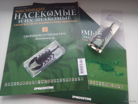 Настоящие насекомые и их знакомые  3