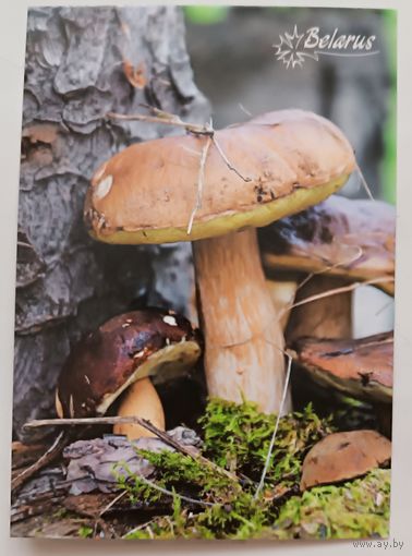 Гриб. Открытка, глянец